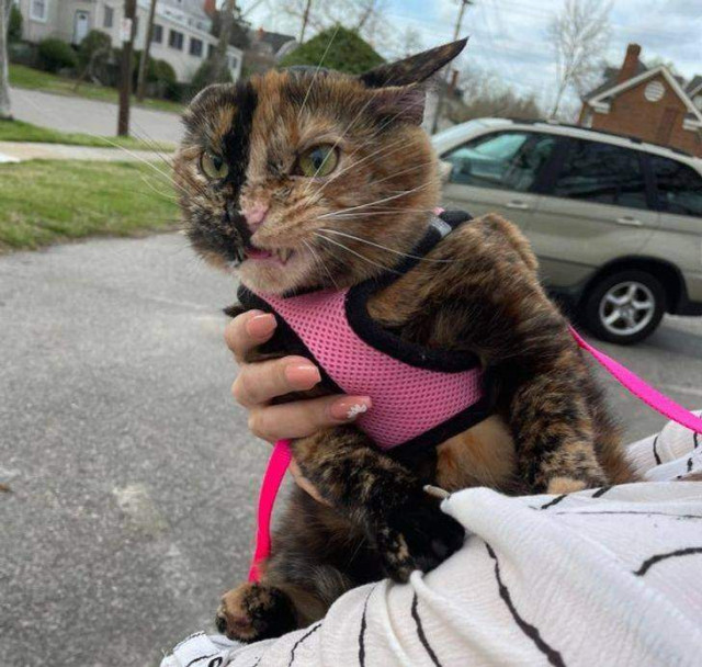 Хтось не любить вітер / Фото Reddit